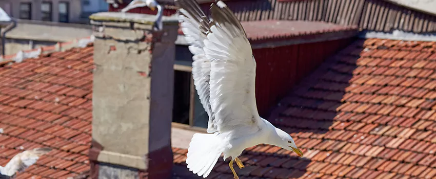 Residential Chimney Animal Removal Solution in Oak Creek, WI