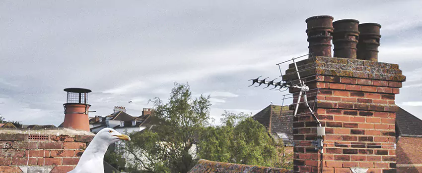 Chimney Cleaning And Restoration in Oak Creek, Wisconsin